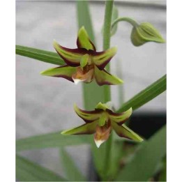 Epipactis verratrifolia