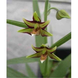 Epipactis verratrifolia