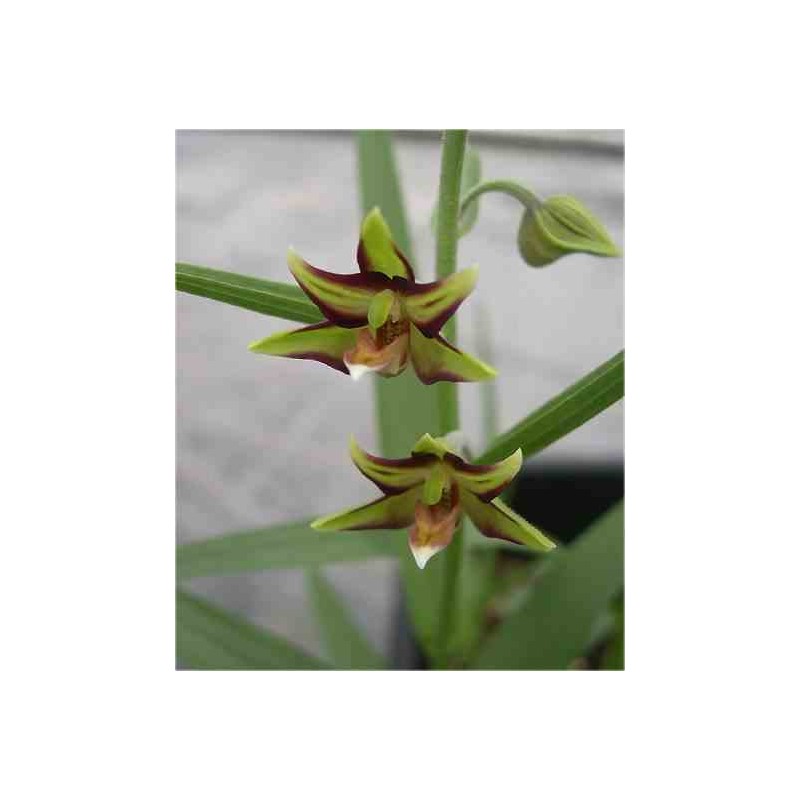 Epipactis verratrifolia