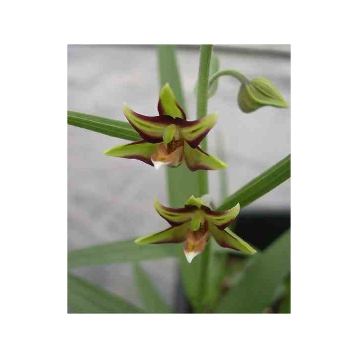 Epipactis verratrifolia