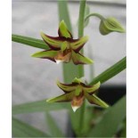 Epipactis verratrifolia