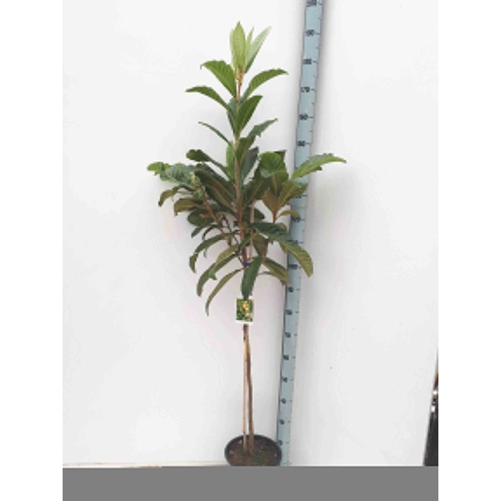 Eriobotrya japonica