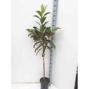 Eriobotrya japonica