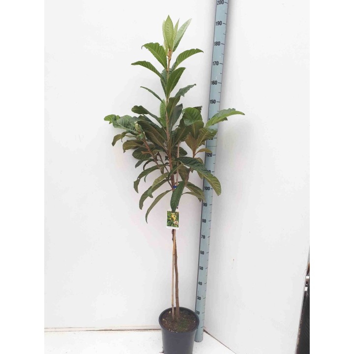 Eriobotrya japonica