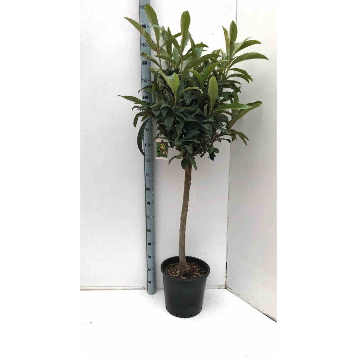 Eriobotrya japonica