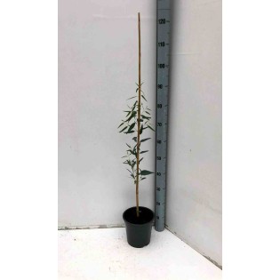 eucalyptus camadulensis