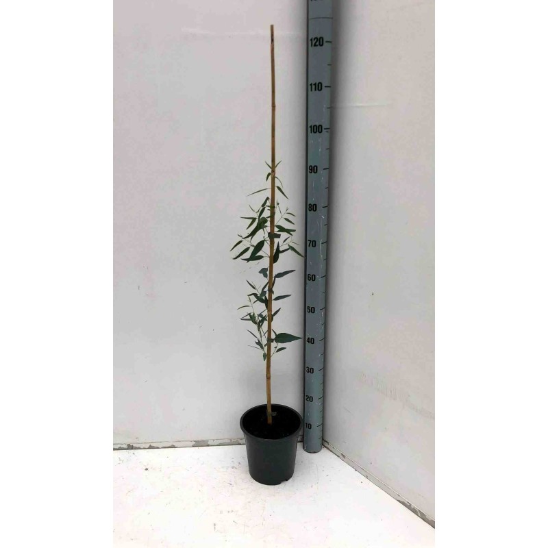 eucalyptus camadulensis