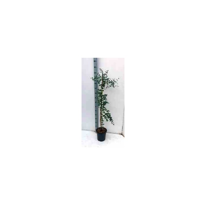 Eucalyptus gunnii
