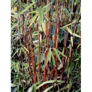 Fargesia "Jiuzhaigou 1"