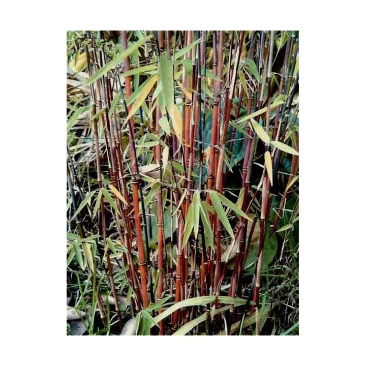 Fargesia "Jiuzhaigou 1"