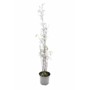 Fargesia "Jiuzhaigou 1"