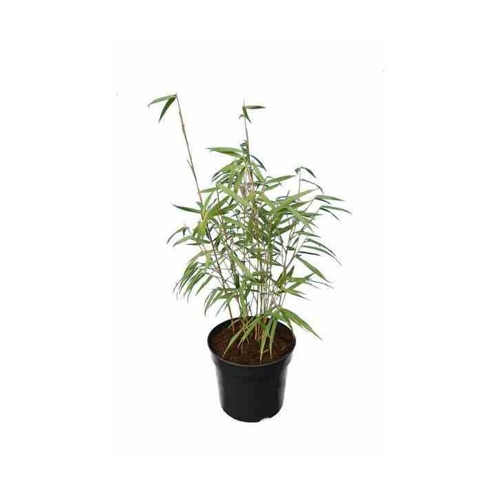 Fargesia scabrida "Merveille asiatique"