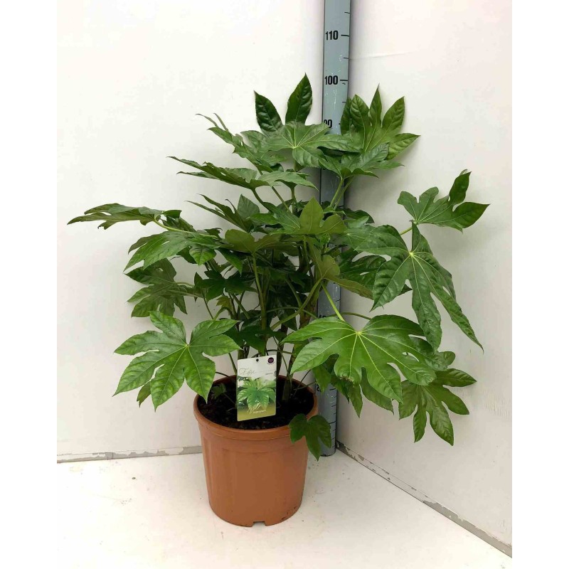 Fatsia japonica