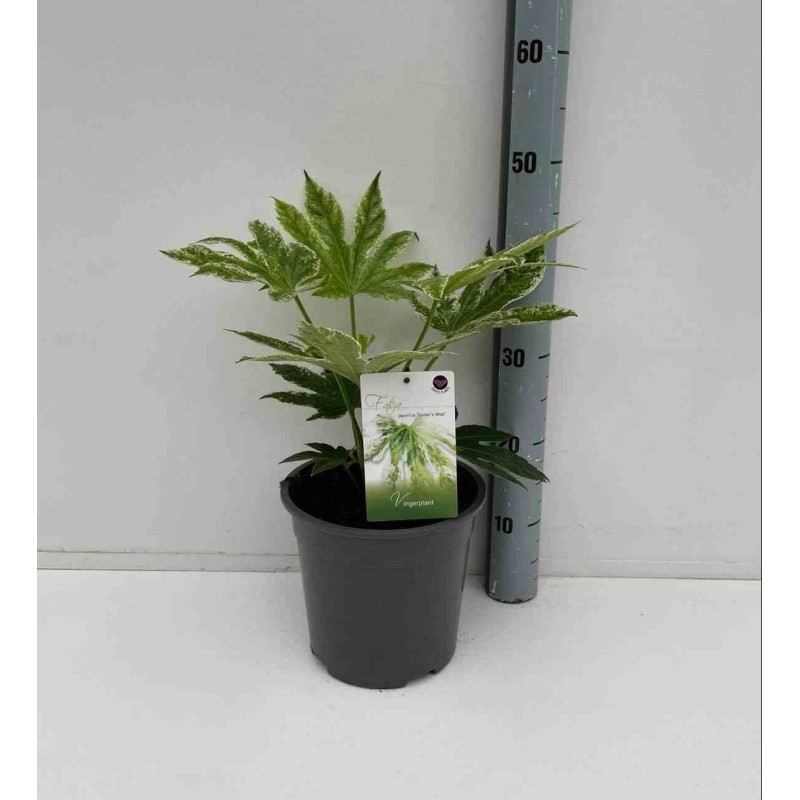 Fatsia japonica "toile d'araignée"