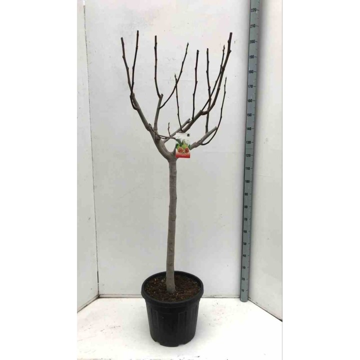 Ficus carica (figuier)