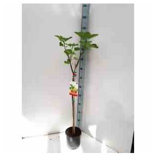 Ficus carica (figuier)