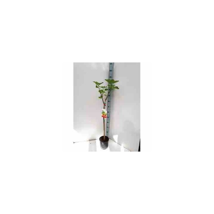 Ficus carica (figuier)