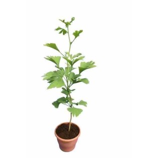 Ginkgo biloba