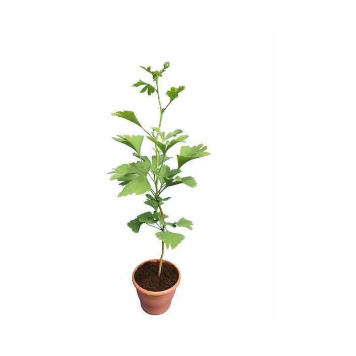 Ginkgo biloba
