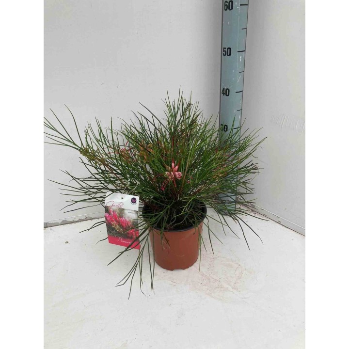 Grevillea johnsonii