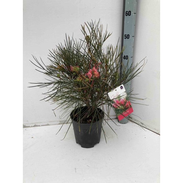 Grevillea johnsonii