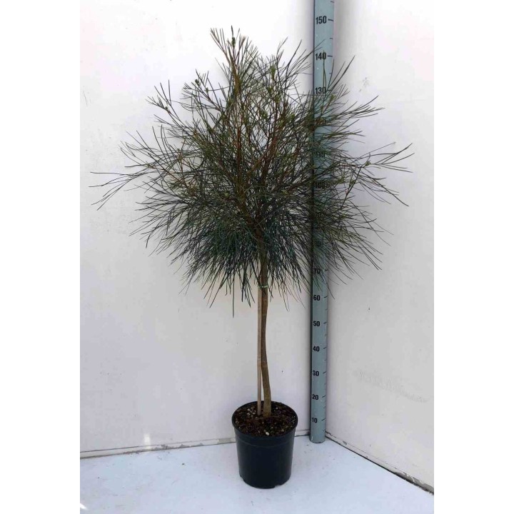 Grevillea johnsonii