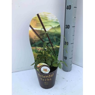 Gynostemma pentaphyllum (Thé de l'immortalité)