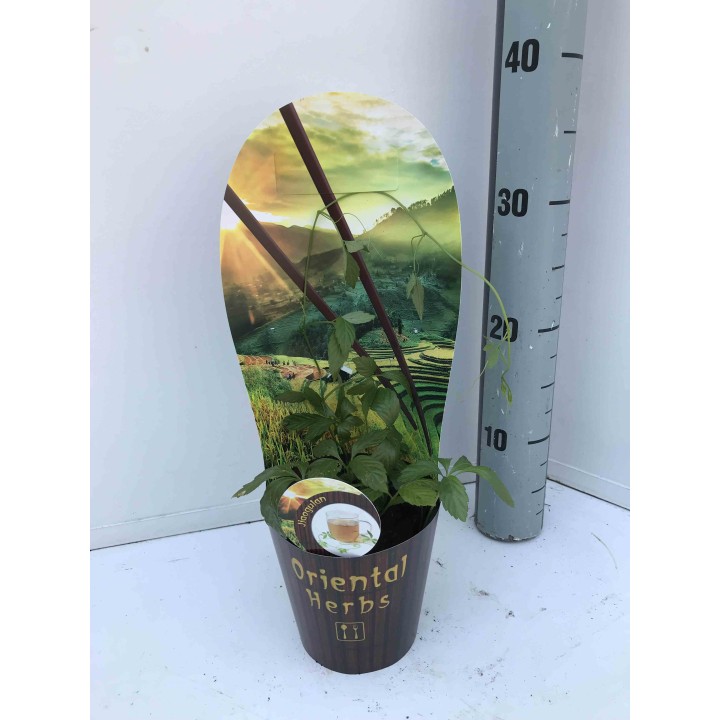 Gynostemma pentaphyllum (Thé de l'immortalité)