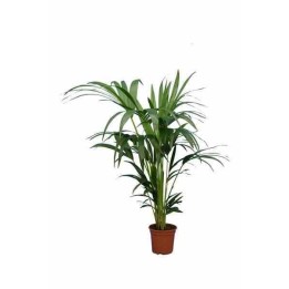 Howea forsteriana