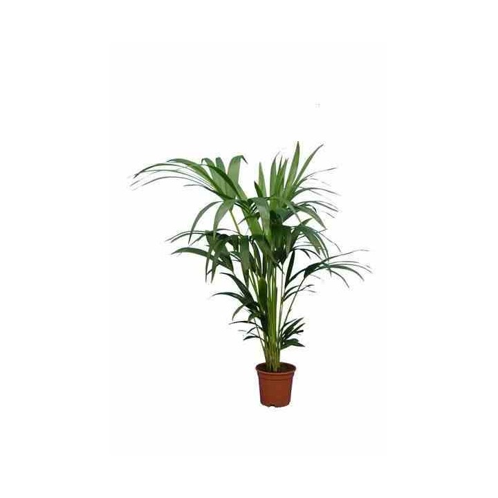 Howea forsteriana