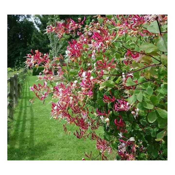 Lonicera henryi