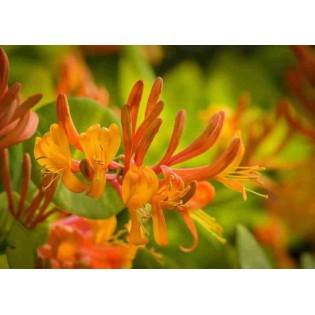 Lonicera henryi Cuivre Beauté