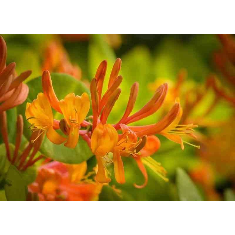 Lonicera henryi Cuivre Beauté