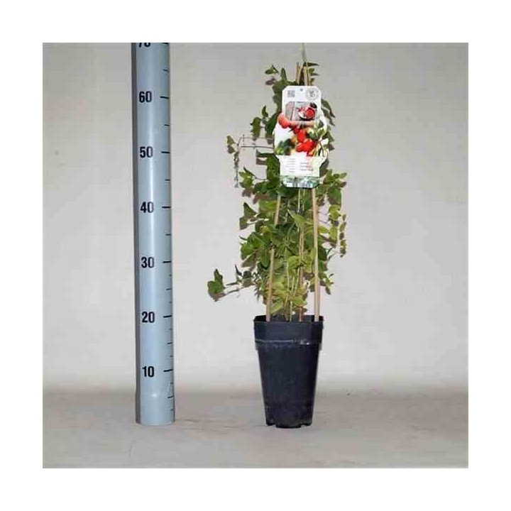 Lycium barbarum