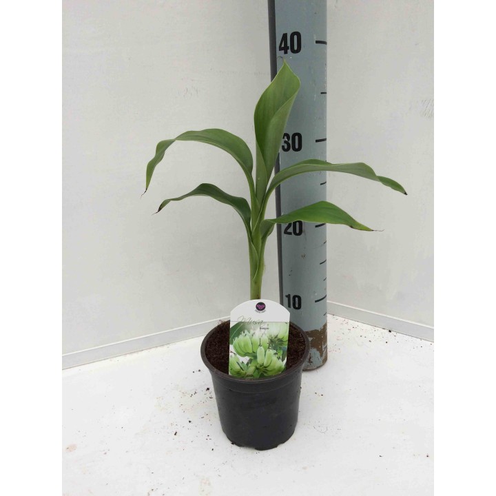 Musa basjoo x hybridum (Bananier rustique)