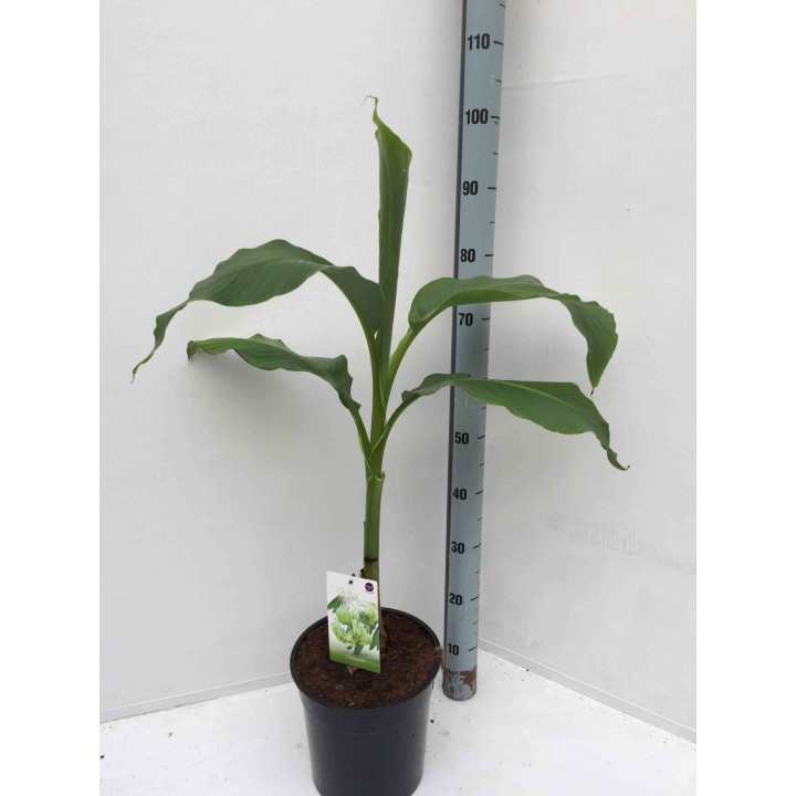 Musa basjoo x hybridum (Bananier rustique)
