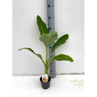 Musella lasiocarpa (bananier Lotus d'or)