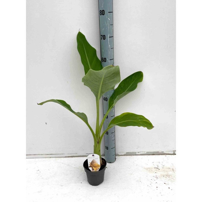 Musella lasiocarpa (bananier Lotus d'or)