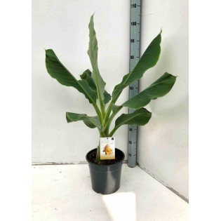 Musella lasiocarpa (bananier Lotus d'or)