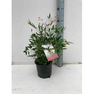 Nandina domestique