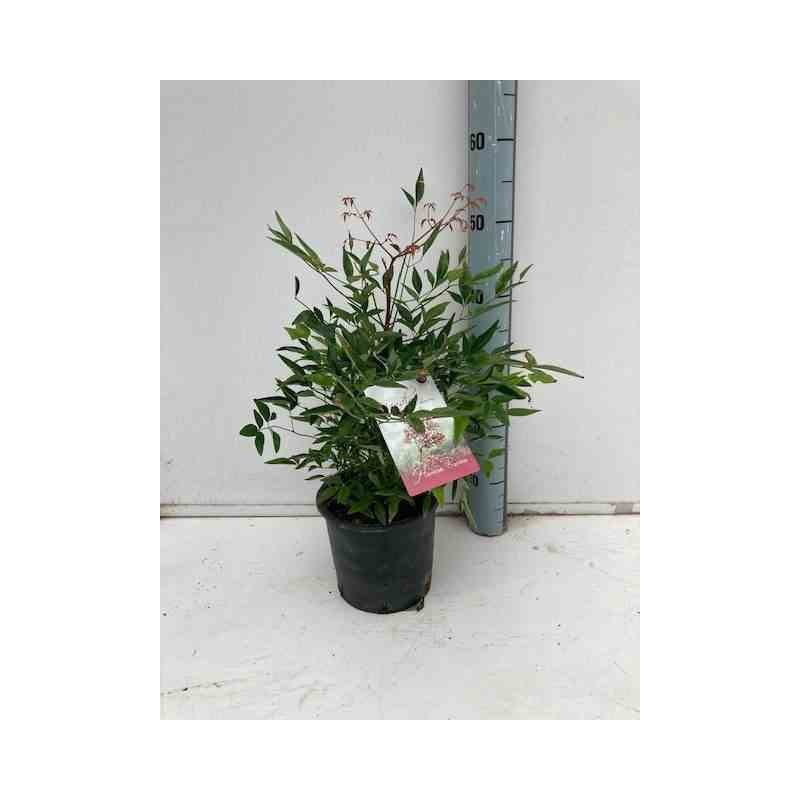 Nandina domestique