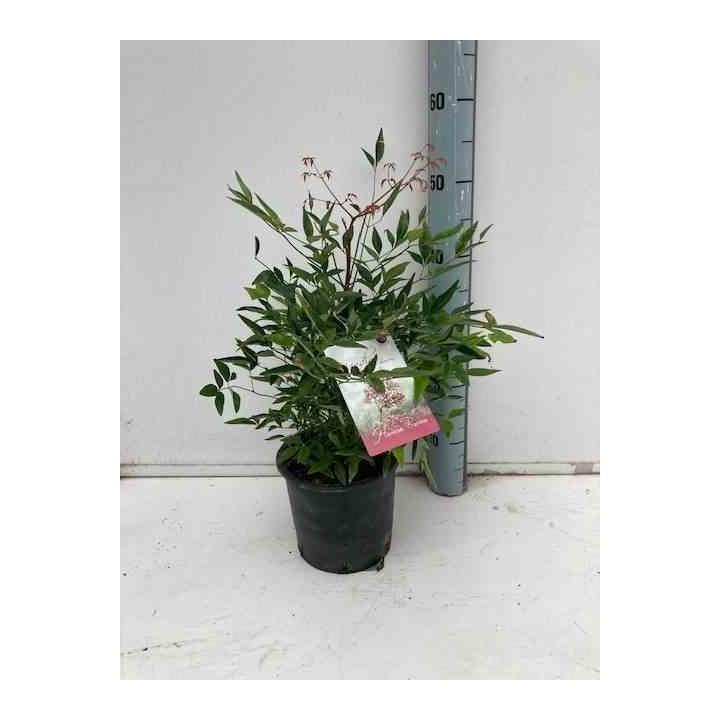 Nandina domestique