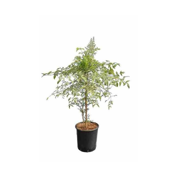 Nandina domestique