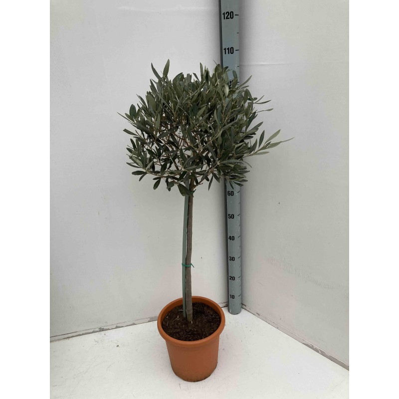 Oléa europaea (Oliviers)