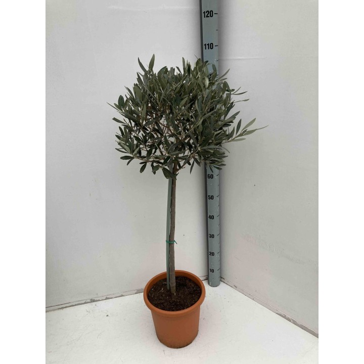 Oléa europaea (Oliviers)