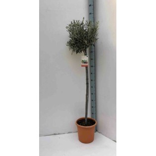 Oléa europaea (Oliviers)