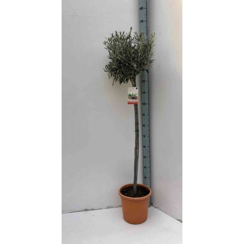 Oléa europaea (Oliviers)