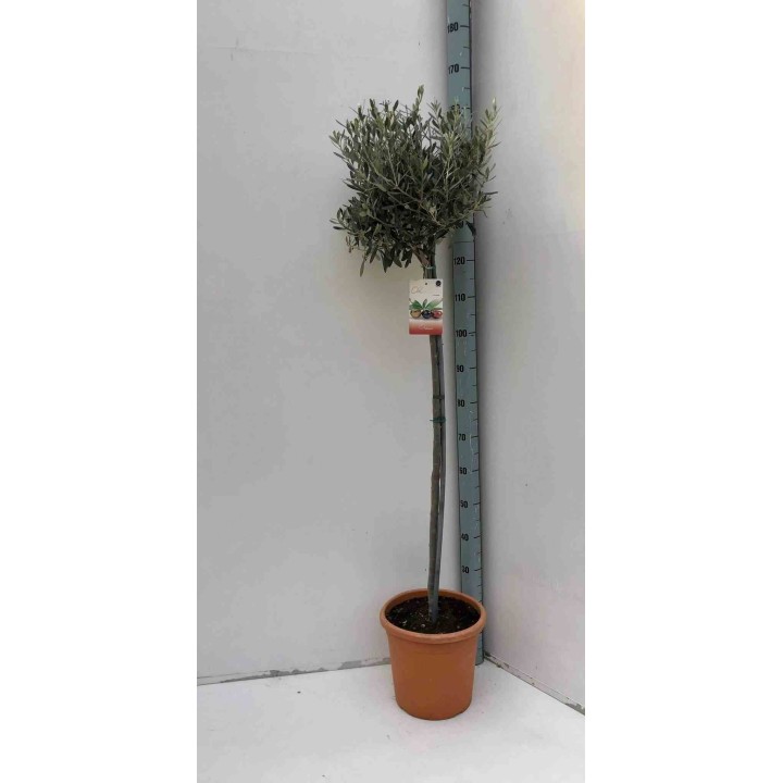 Oléa europaea (Oliviers)