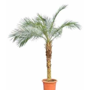 Phénix roebelenii (Dattier du Laos)