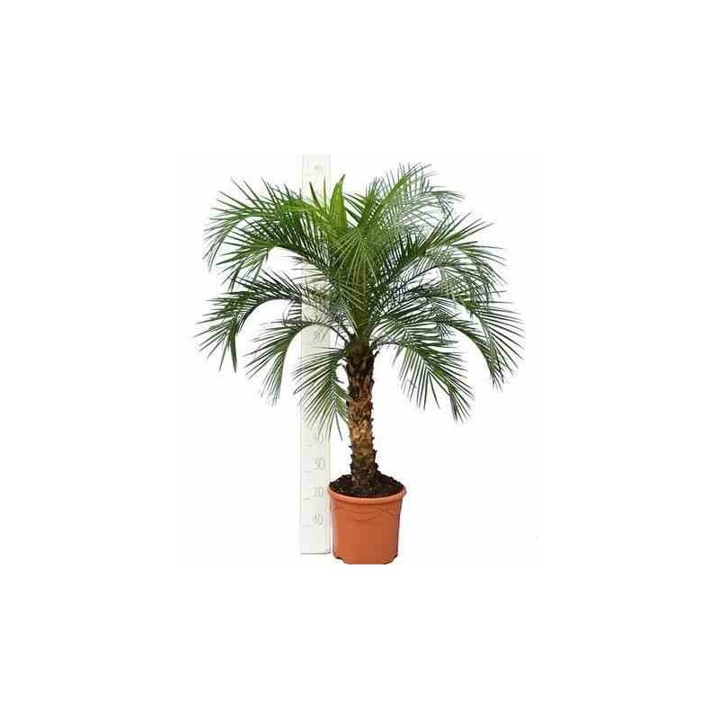 Phénix roebelenii (Dattier du Laos)